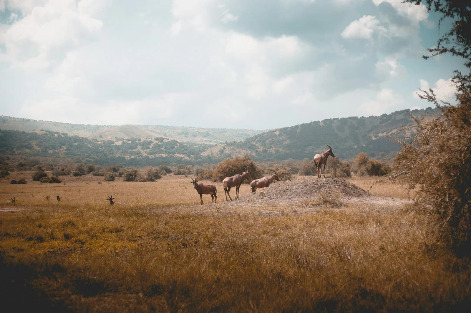 Hero image for Rwanda