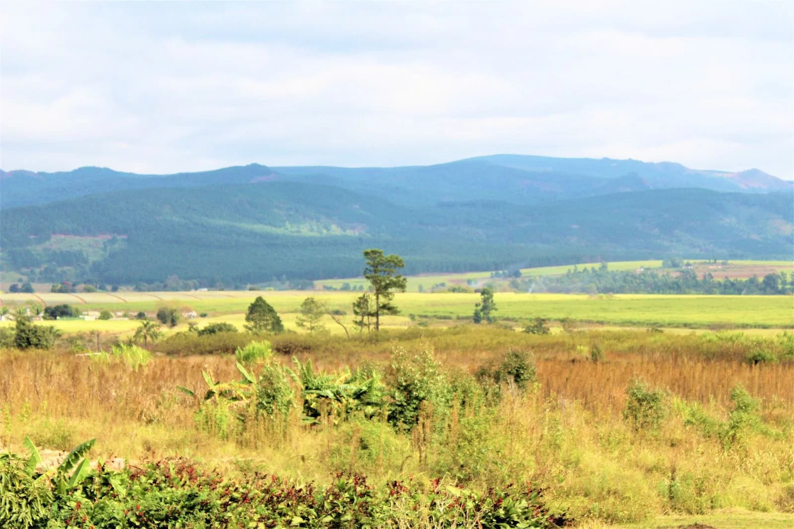 Hero image for Swaziland