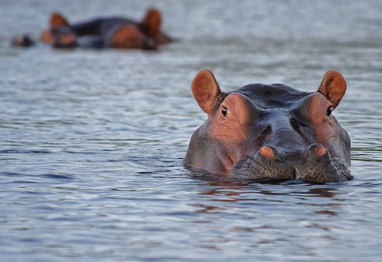 Hero image for Botswana