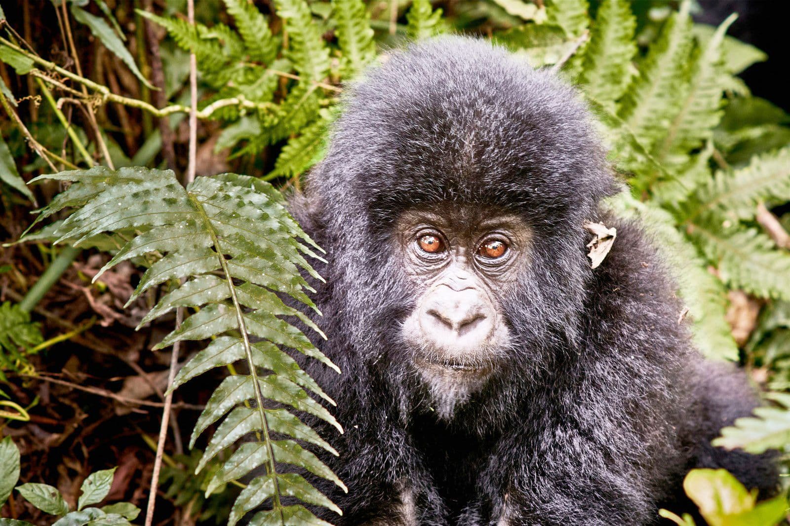 Hero image for Congo