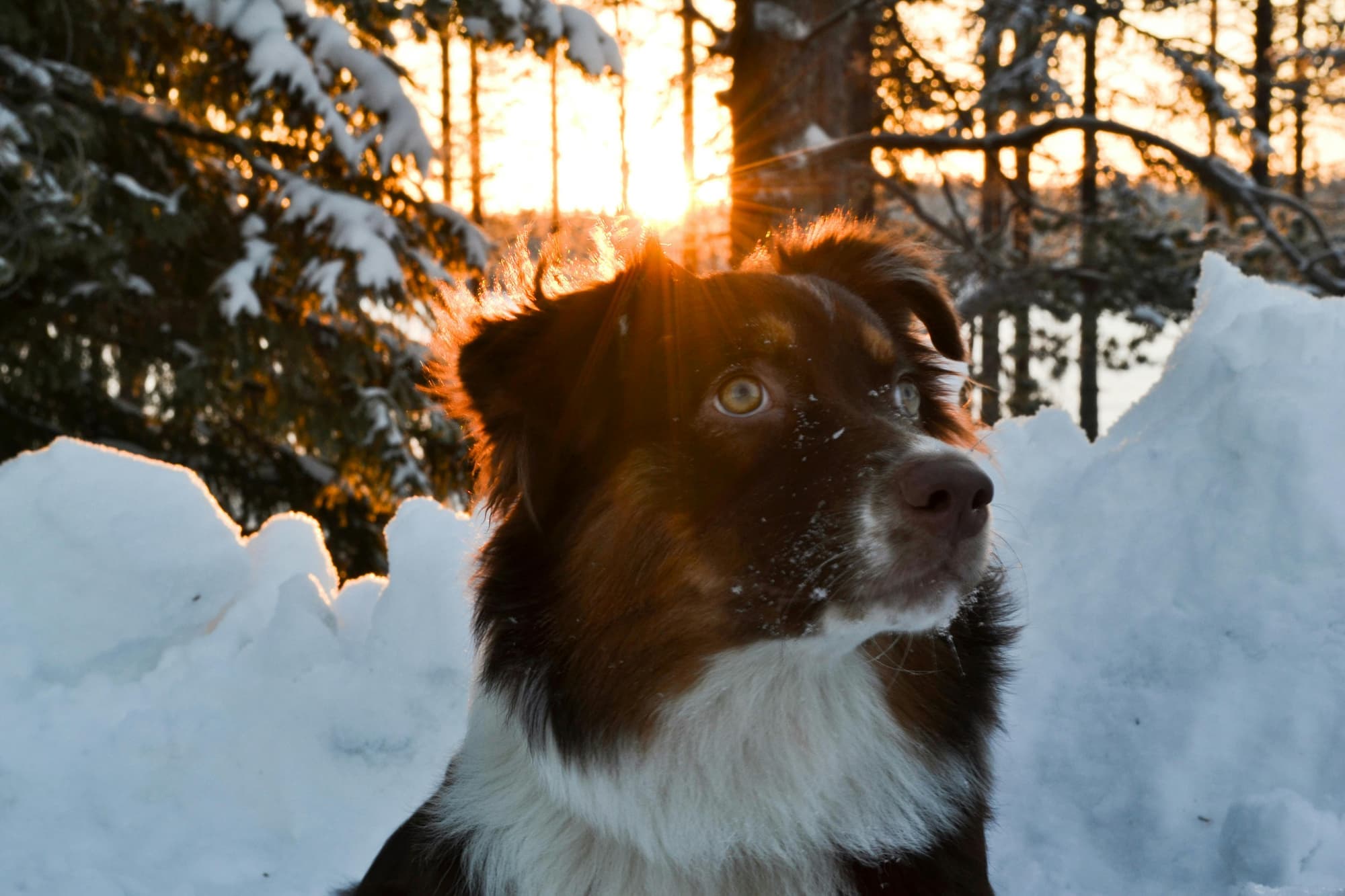 Hero image for Finland