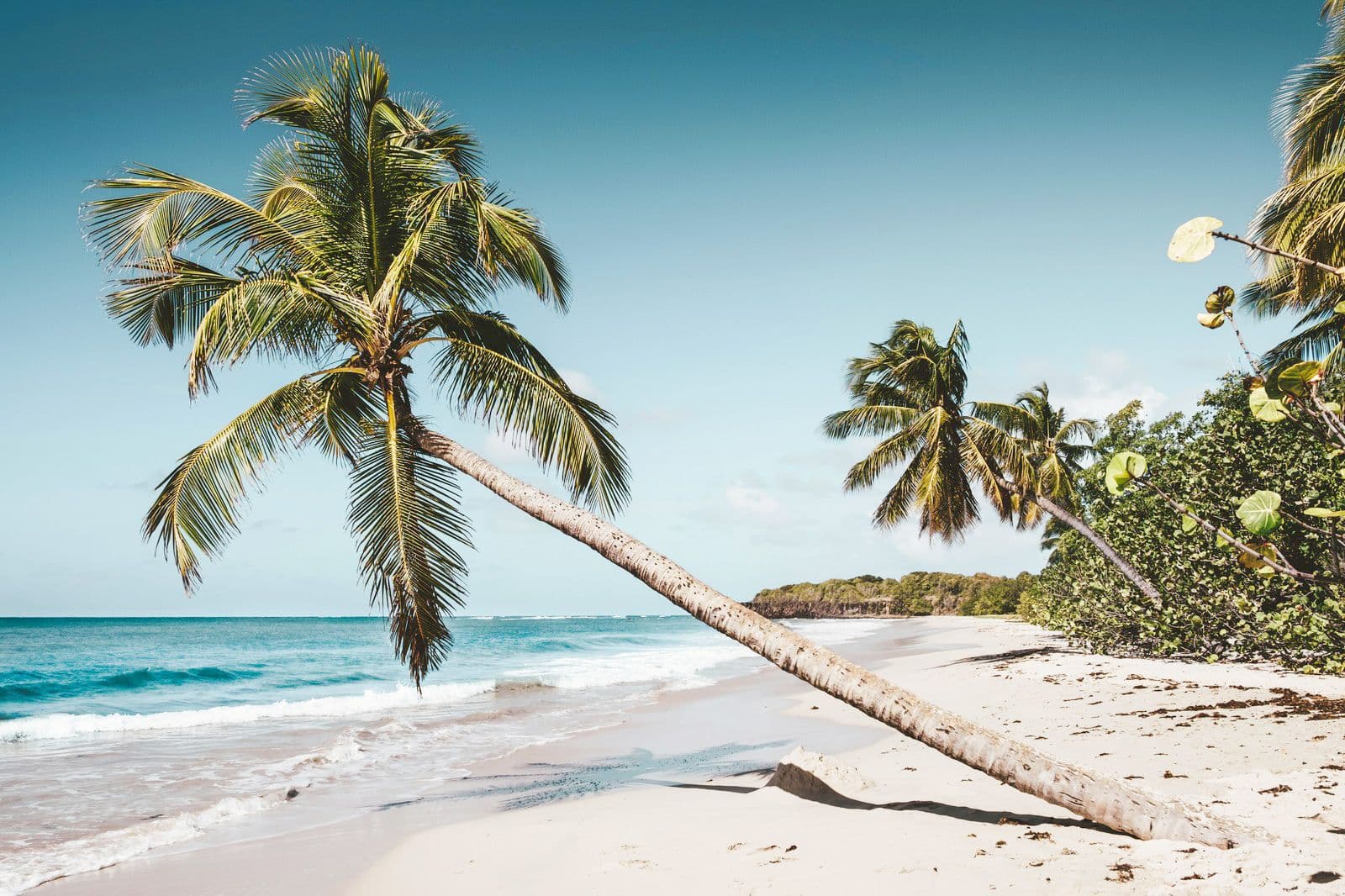 Hero image for Martinique