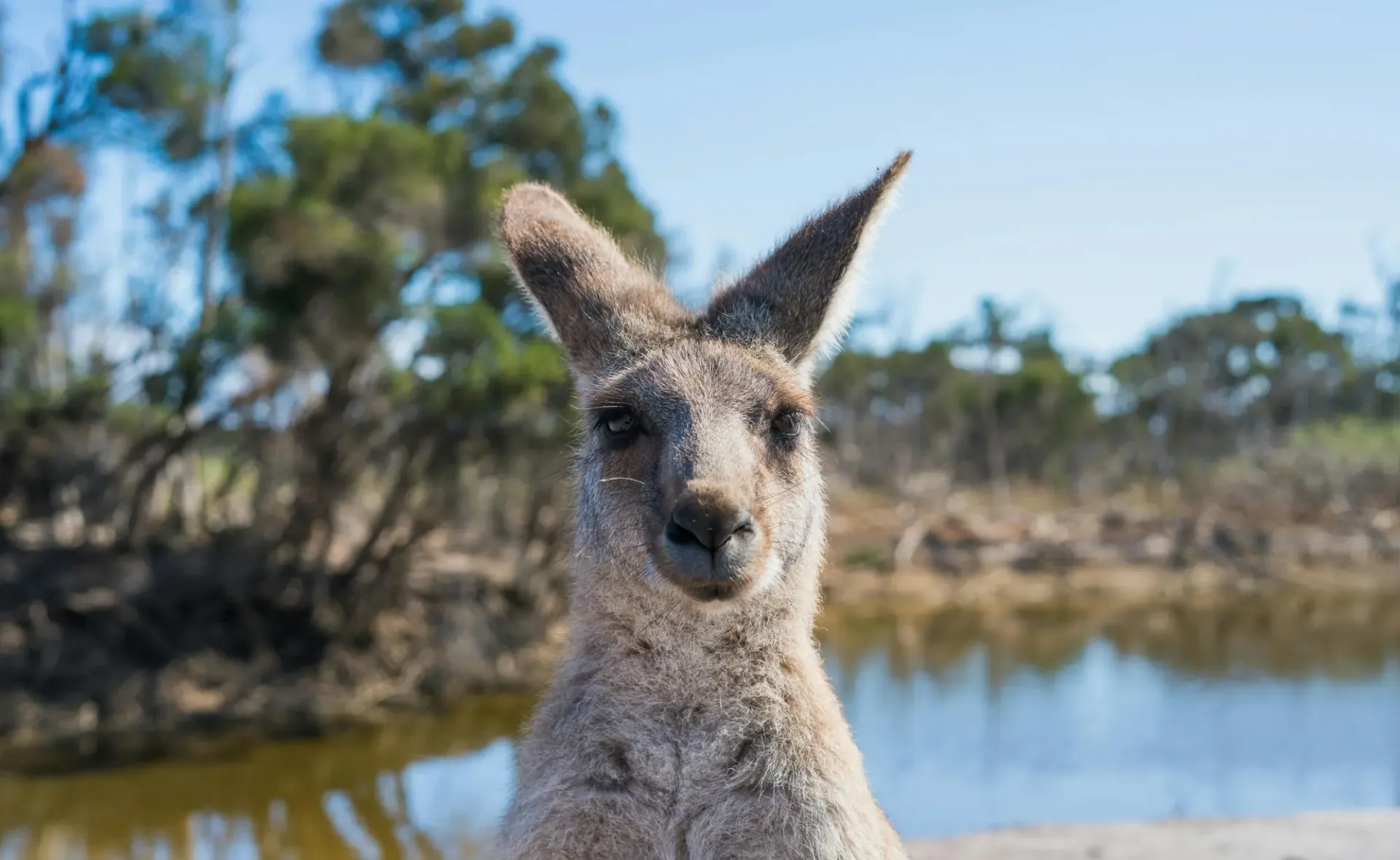 Hero image for Australia