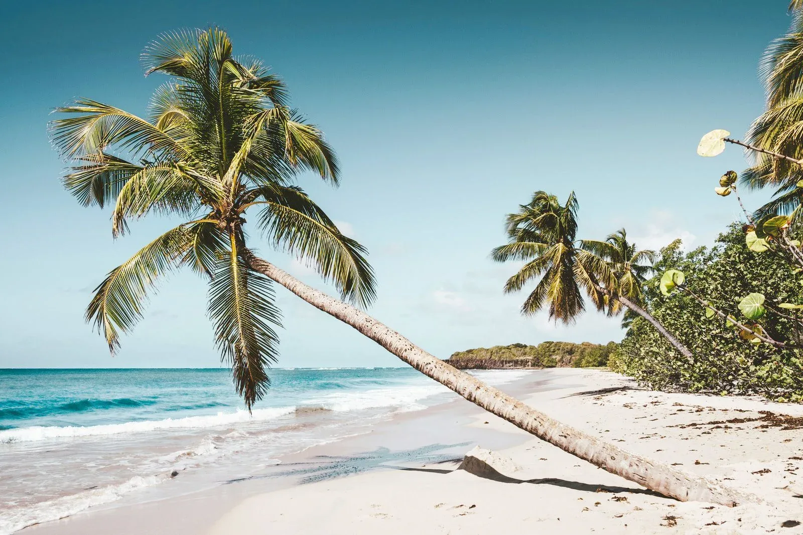 Hero image for Martinique