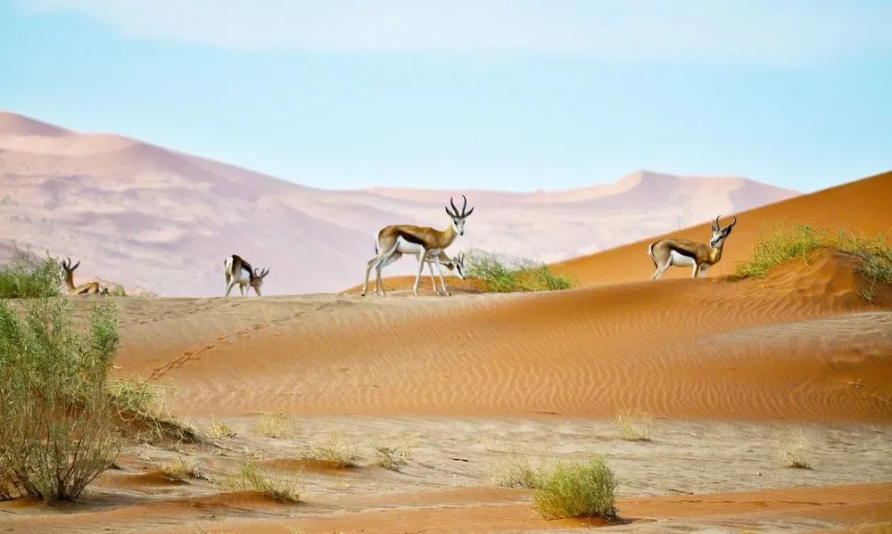 Hero image for Namibia