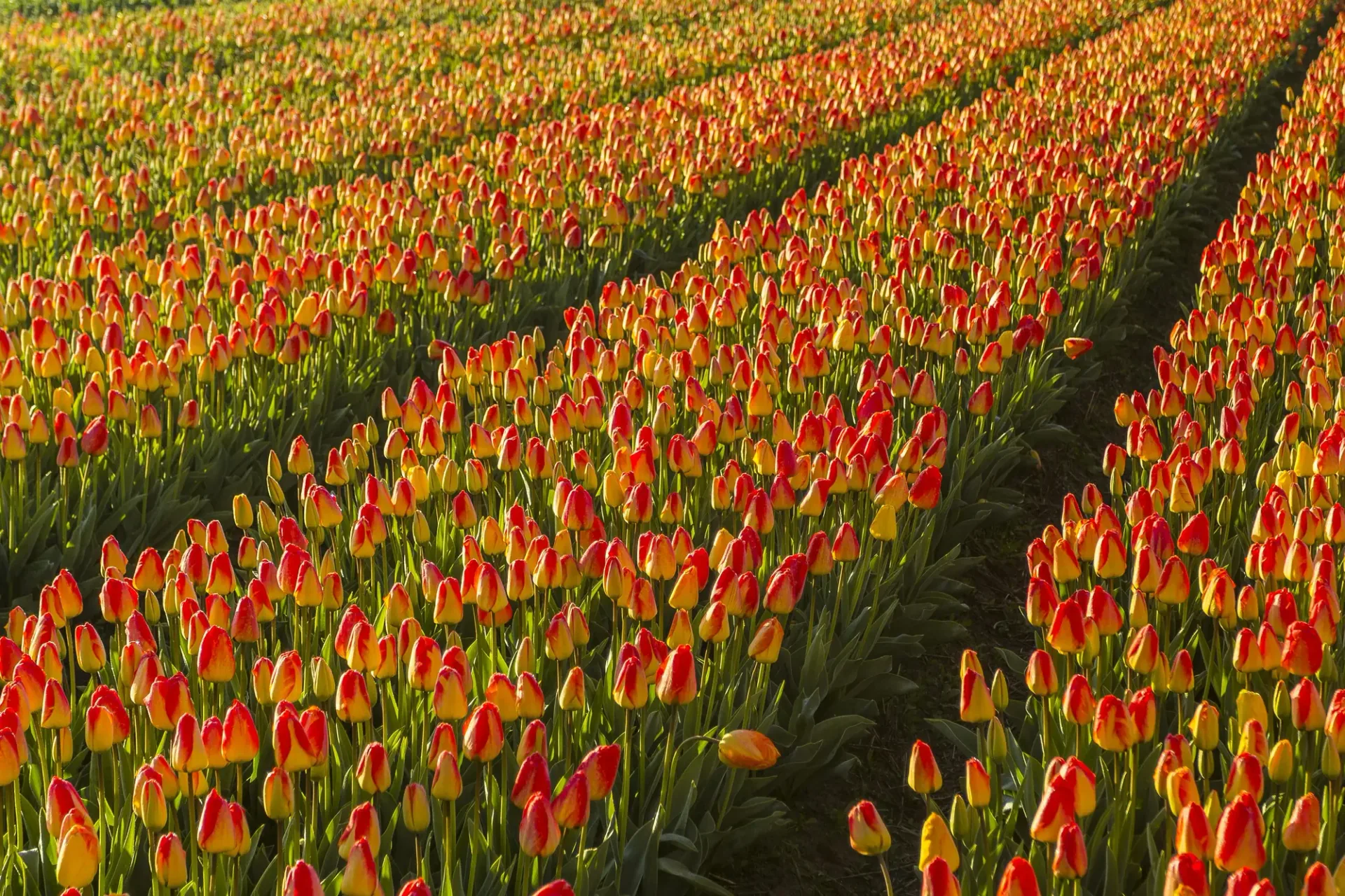 Hero image for Netherlands