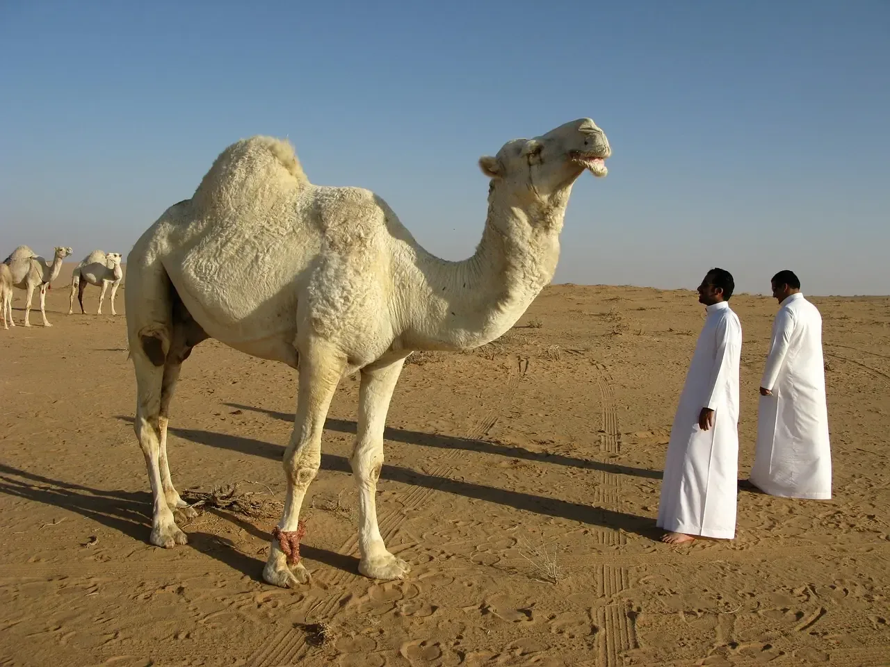 Hero image for Saudi Arabia