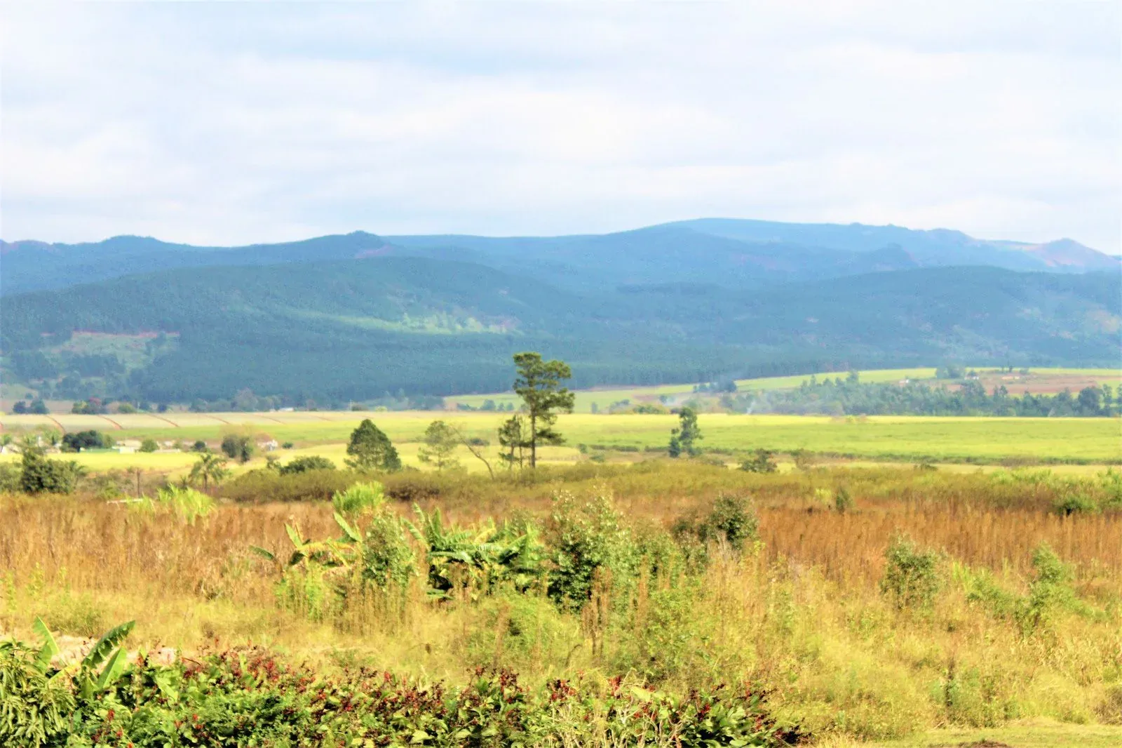 Hero image for Swaziland